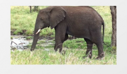 大象视频下载,轻松获取海量视频资源攻略